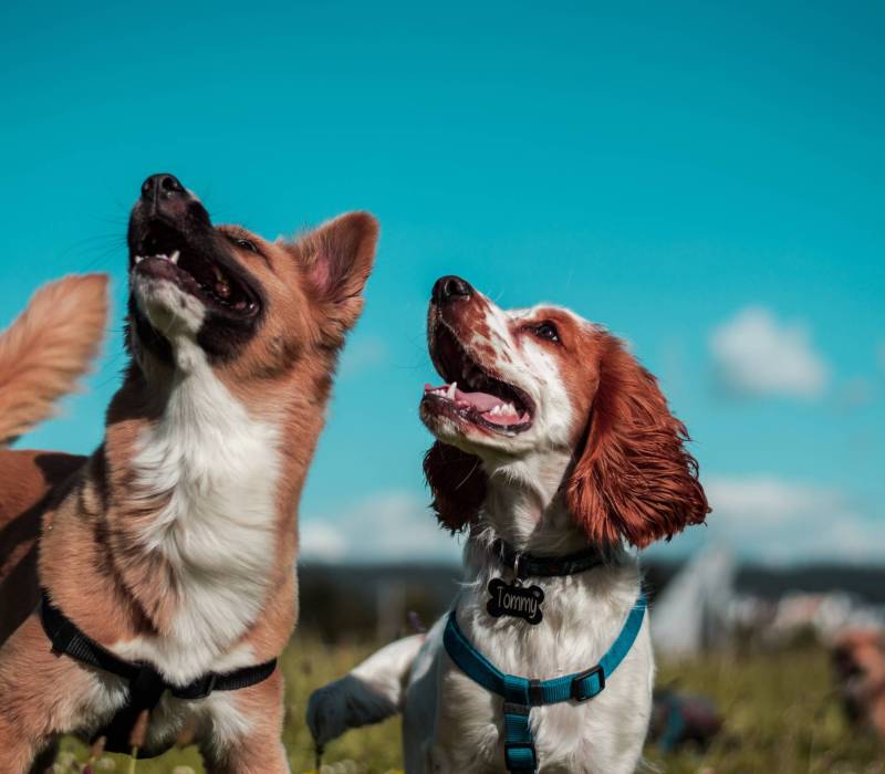 camilo-fierro-z7rcwqCi77s-unsplash